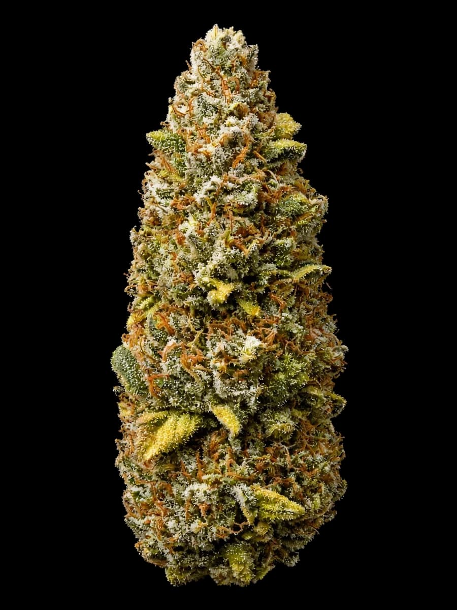 Fleur Cosmic Cola en cours d’analyse